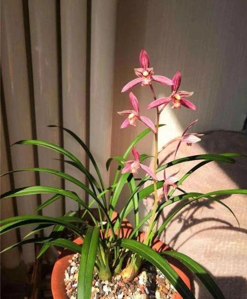 找兰花视频,视频带你领略大自然的优雅之花