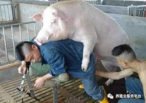 公猪与母猪配种视频